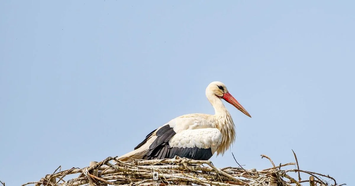 Install Nest Thermostat - Thermostat Care