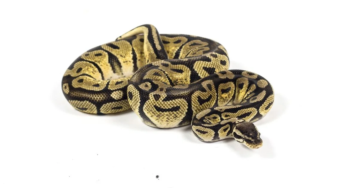 Safe Enclosure Heating - Thermostat Care