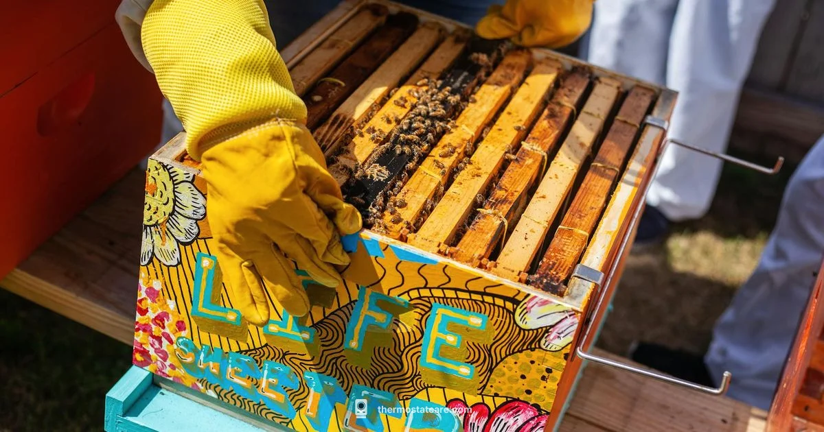 Hive Hub Question Hive Hub Question - Thermostat Care