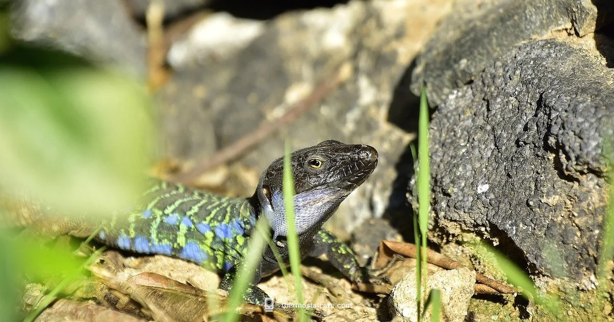 Reptile Thermostat Guide - Thermostat Care