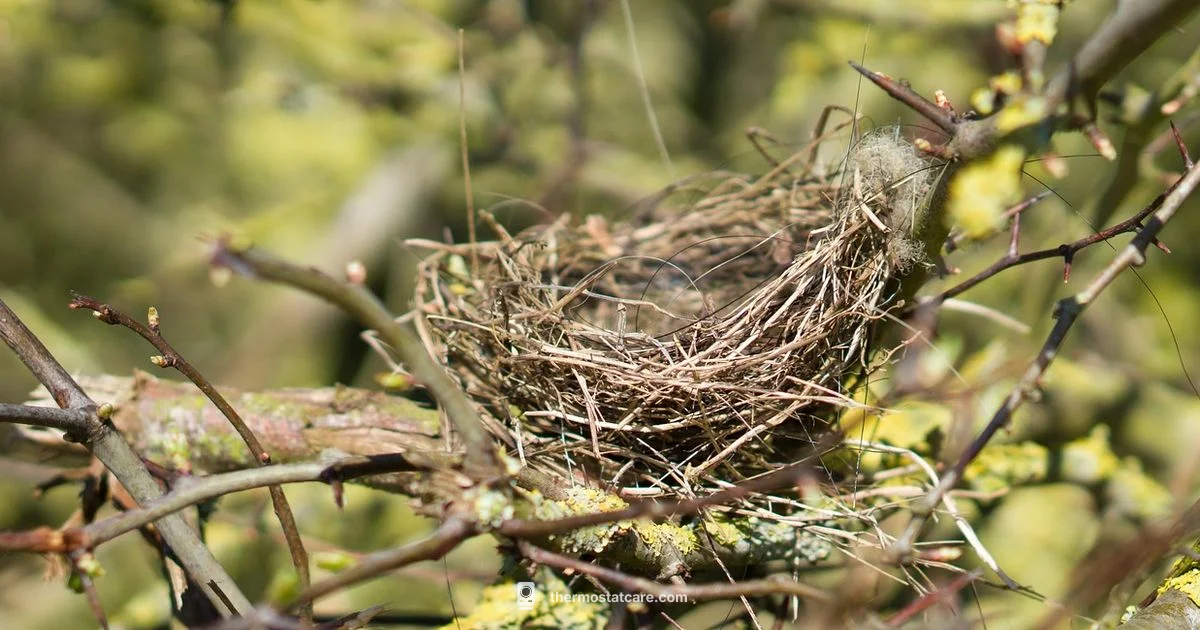 Nest Click Guide - Thermostat Care