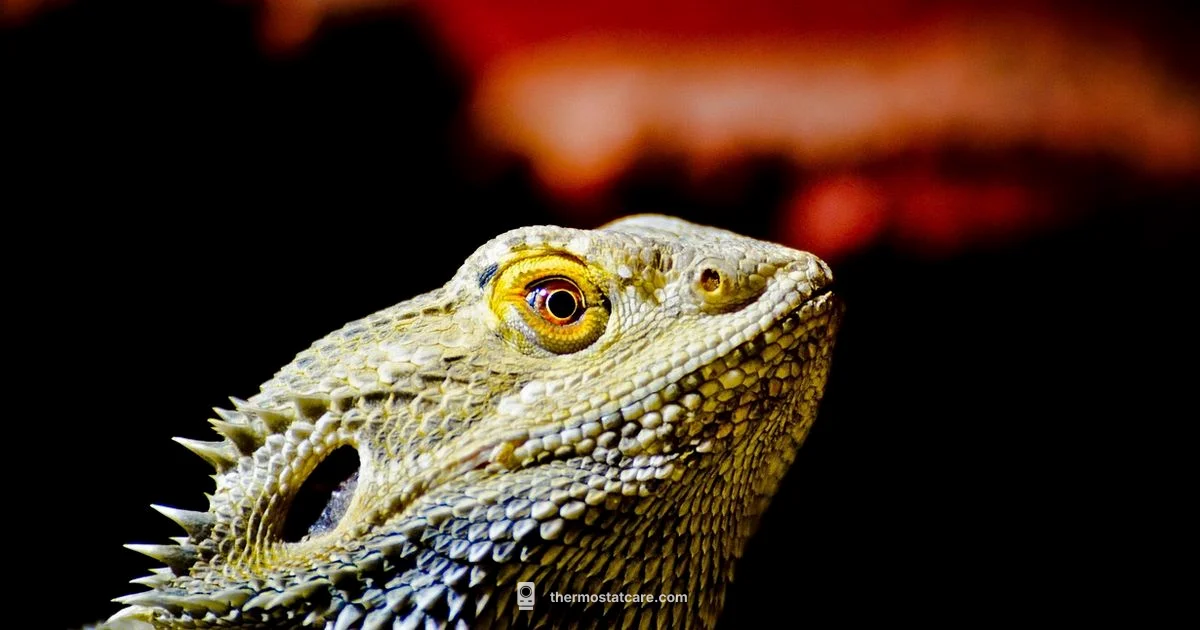 Bearded Dragon Heating - Thermostat Care