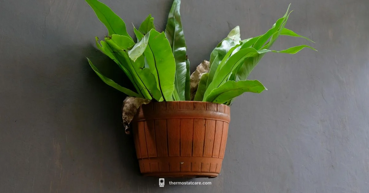 Nest Thermostat Review Nest Thermostat Review - Thermostat Care