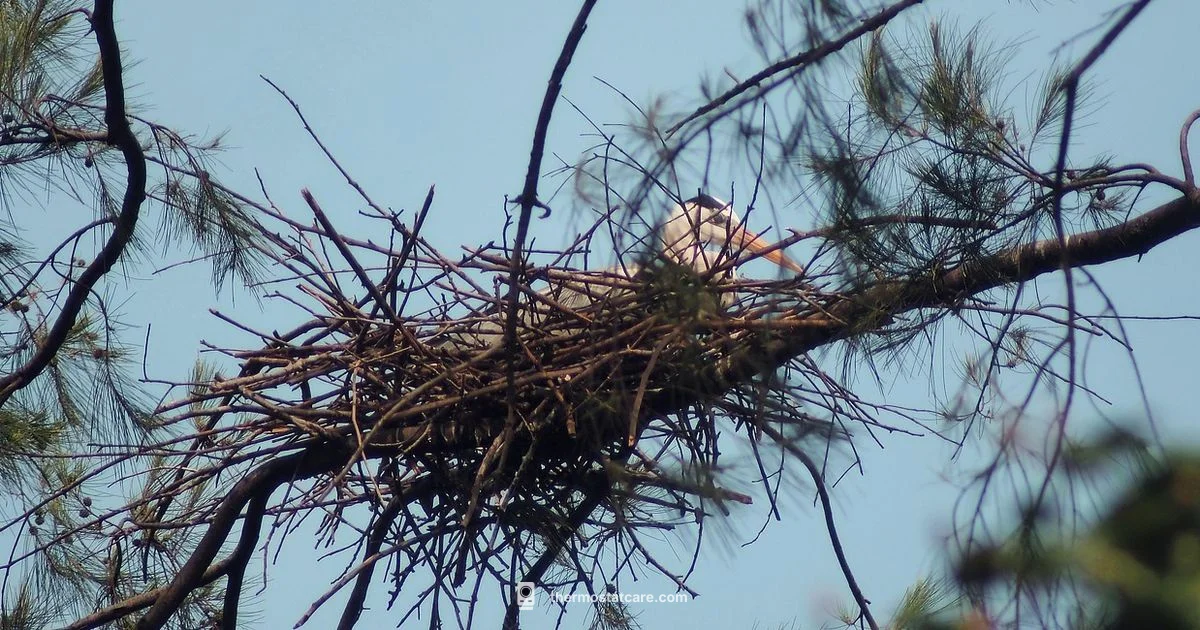 Nest Seasonal Savings - Thermostat Care