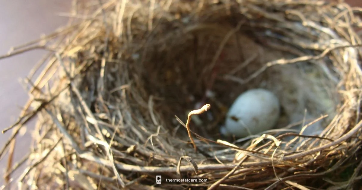 Nest Thermostat Removal - Thermostat Care